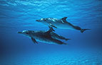 Sea life, including whales and dolfins are often encounterd on the Molokai - Maui ferry trip.